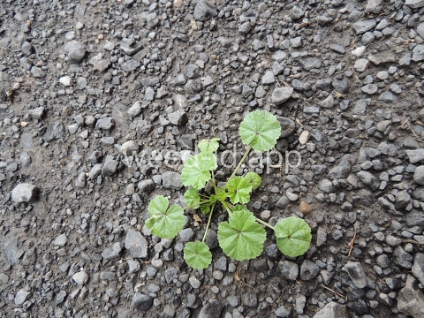 mallow, common